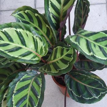 Calathea - Calathea