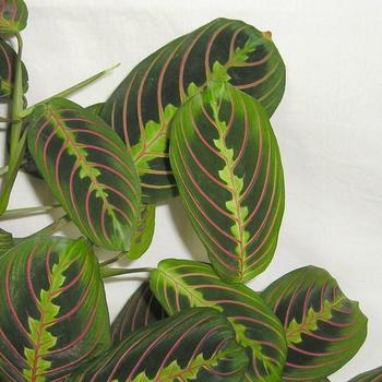 Maranta leuconeura - Prayer Plant
