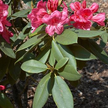 Rhododendron hybrid - Rhododendron 'Gumpo Pink' 