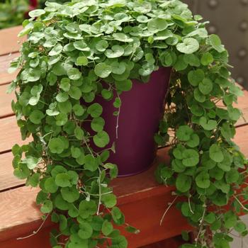 Dichondra repens - Dichondra 'Emerald falls'