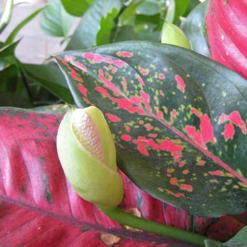 Aglaonema - Chinese Evergreen