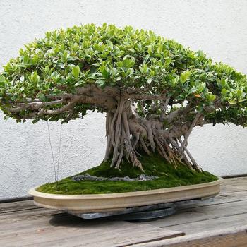 Ficus microcarpa - Ginseng Ficus Bonsai
