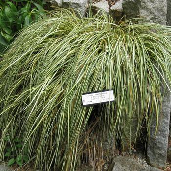 Carex hachijoensis - Sedge 'Evergold'