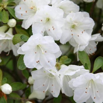 Rhododendron hybrid - Rhododendron 'Gumpo White'