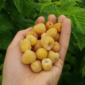 Rubus idaeus - Raspberry 'Fall Gold'
