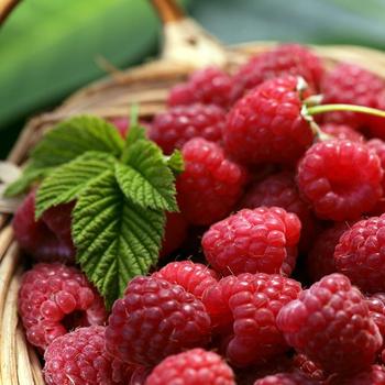 Rubus idaeus - Raspberry 'Boyne'