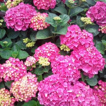 Hydrangea macrophylla 'Let's Dance Big Band' - Hydrangea 'Let's Dance Big Band'