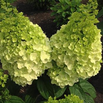 Hydrangea paniculata Lavalamp™ Moonrock™ - Hydrangea Lavalamp™ Moonrock™