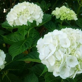 Hydrangea macrophylla 'Everlasting® Bride' - Hydrangea 'Everlasting® Bride'