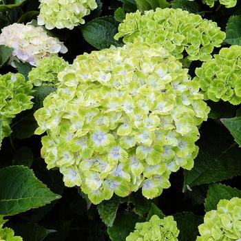 Hydrangea macrophyla Everlasting® Green Cloud - Hydrangea Everlasting® Green Cloud