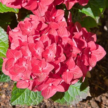 Hydrangea macrophylla - Hydrangea 'Everlasting® Crimson'