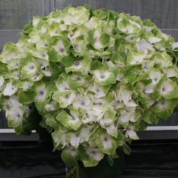 Hydrangea mac. 'Everlasting® Noblesse' - Hydrangea 'Everlasting® Noblesse'