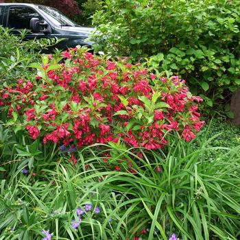 Weigela x 'Crimson Kisses' - Weigela 'Crimson Kisses'