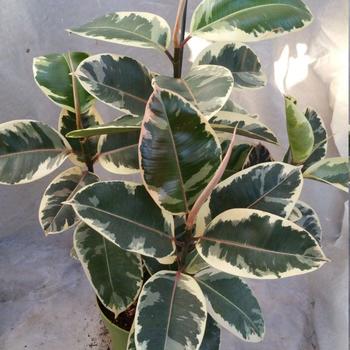 Ficus elastica - Ficus 'Tineke'