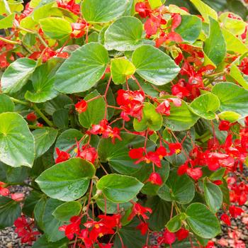 Begonia x benariensis - Begonia 'Whopper'