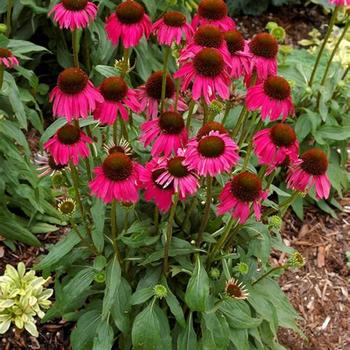 Echinacea - Echinacea 'Moodz'