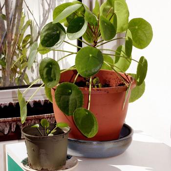 Pilea peperomioides - Chinese Money Plant
