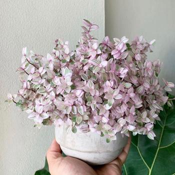 Callisia repens - Tradescantia 'Pink Panther'