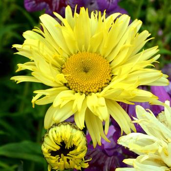 Leucanthemum x superbum - Shasta Daisy 'Izabel'