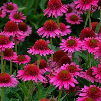 Echinacea - Coneflower 'Delicious Candy'