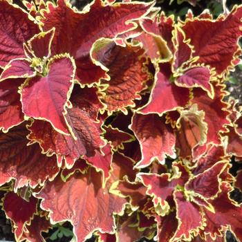Coleus - Coleus 'Stained Glassworks Crown Jewel'