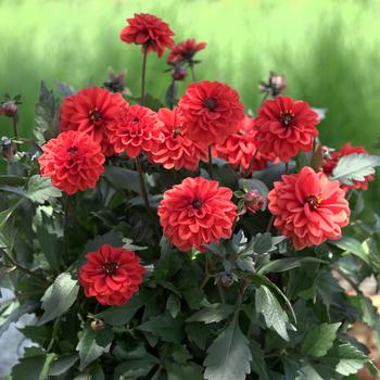 Dahlia hybrida - Dahlia 'City Lights Orange'