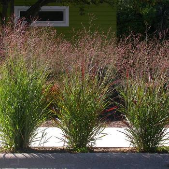 Assorted Perennial Grasses - Winter Hardy Grasses