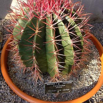 Cactus - Assorted Cactus