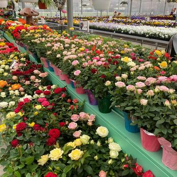 Rose - Rose 'Mini Mix'