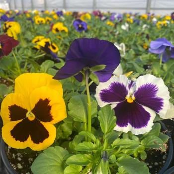 Spring Planter - Pansy Bowl