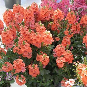 Diascia (Twinspur) - Diascia 'Sunrise'