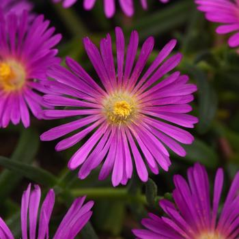 Delosperma - Ice Plant 'Rose'