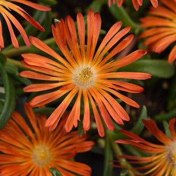 Delosperma - Ice Plant 'Orange'