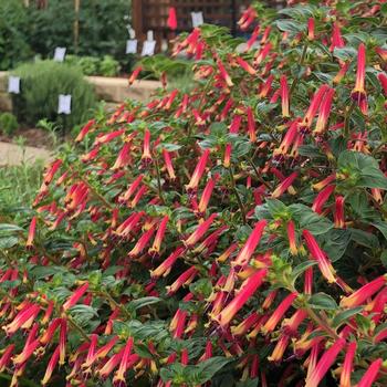 Cuphea - Cuphea 'Hummingbirds Lunch' 