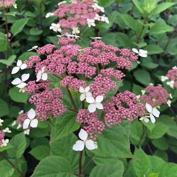Hydrangea arborescens ssp radiata - Invincibelle Lace®