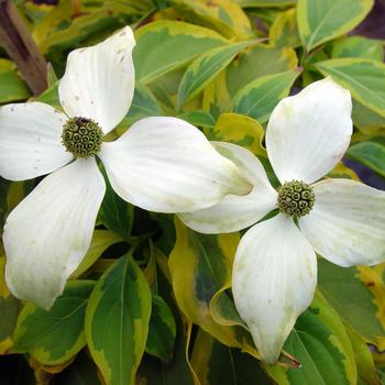 Cornus kousa - Dogwood 'Summer Gold' 