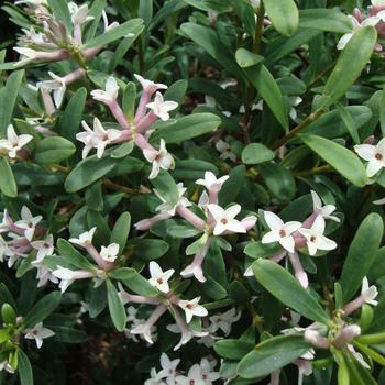 Daphne x transatlantica - Daphne 'Eternal Fragrance'