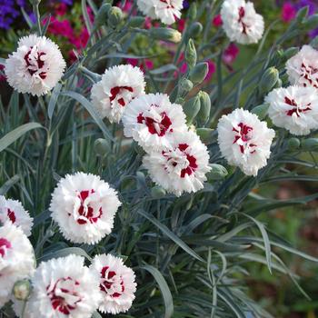 Dianthus hybrida - Devon Cottage™