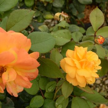 Rosa - Rose 'Good As Gold'