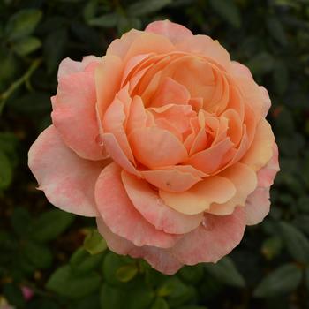 Rosa - Rose 'State of Grace'