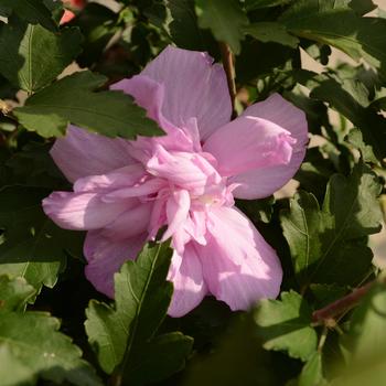 Hibiscus syriacus - Rose of Sharon 'Ardens'