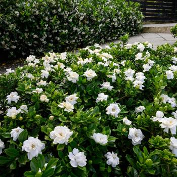 Gardenia augusta - Gardenia 'Crown Jewel'