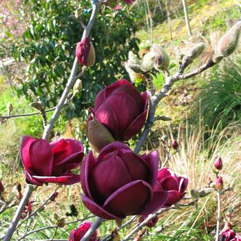 Magnolia 'Genie' PP20748 (Magnolia) - Genie Magnolia