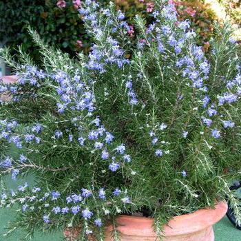 Rosmarinus officinalis - Rosemary 'Sissinghurst Blue'