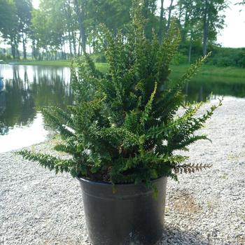 Chamaecyparis obtusa - Cypress 'Filicoides'