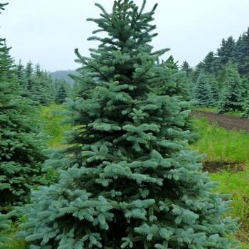 Picea pungens - Blue Spruce