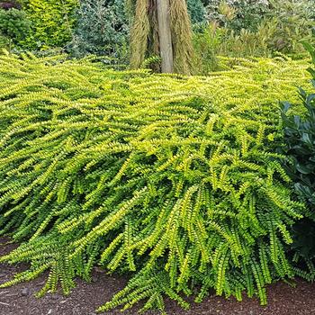 Lonicera nitida (Box Honeysuckle) - Honeysuckle 'Thunderbolt'