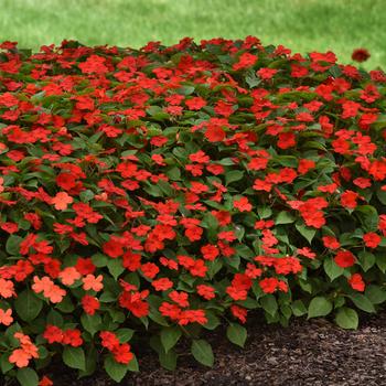 Impatiens walleriana - Impatiens 'Beacon Bright Red'