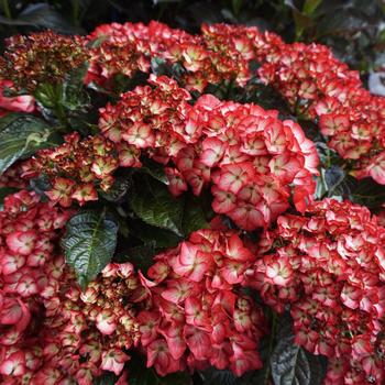 Hydrangea macrophylla - Hydrangea 'Magical Kimono'