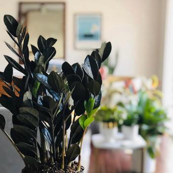 Zamioculcas - ZZ Plant 'Raven'